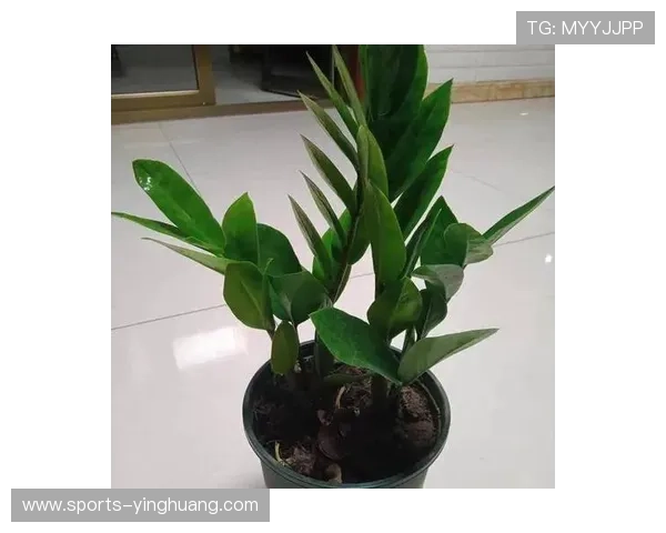 澳门永利赌场发财树的养护经验分享，打造旺财绿植的实用技巧与心得